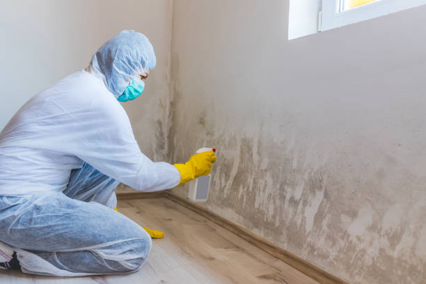 Licensed Mold Testing service in Bailey, NC - WQB Mold Removal