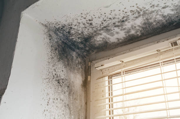 Affordable Mold Testing solutions in Bailey, NC