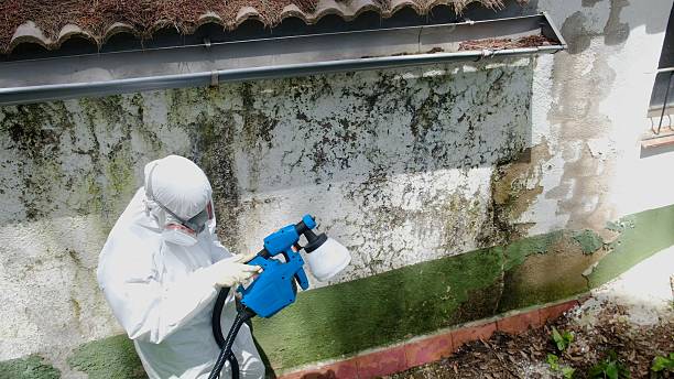 Top rated local Mold Testing specialists in Bailey, NC